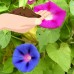 Morning Glory Flower Garden Seeds - Mixed Colors - 1 Oz - Annual Flower Gardening Seed - Ipomoea purpurea   566983965